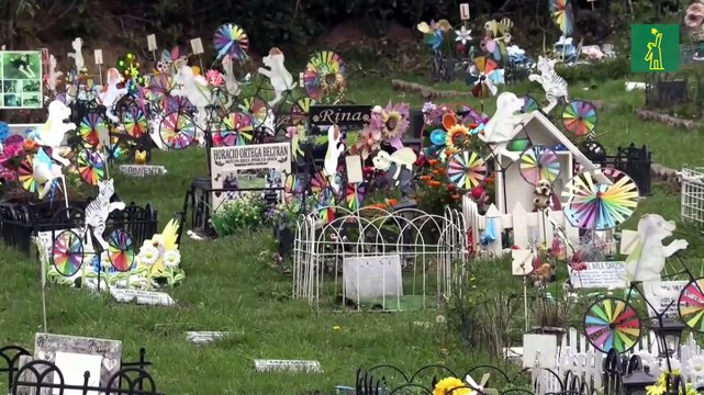 Funerales y velorios para perros y gatos, la forma de despedir a las mascotas en Colombia