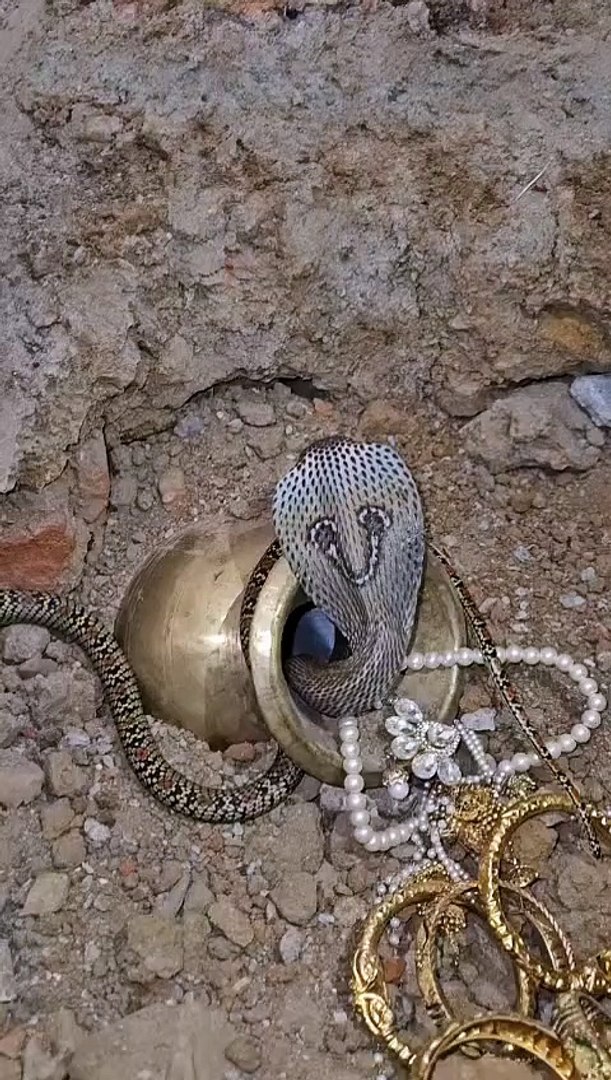 Animal rescue #animals #wildlife