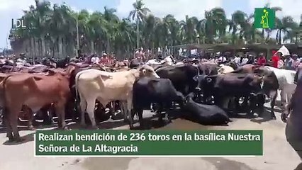 Realizan bendición de 236 toros en la basílica Nuestra Señora de La Altagracia