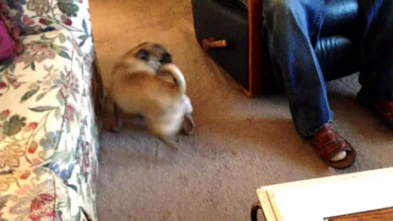 Screaming Pug; Megan