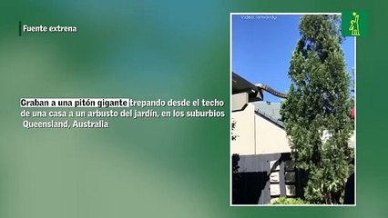 Graban a una pitón gigante trepando desde el techo de una casa a un arbusto del jardín, en los suburbios Queensland, Australia