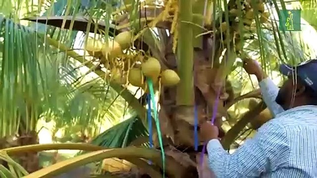 Estados Unidos recibe primeros dos contenedores de coco de agua desde República Dominicana