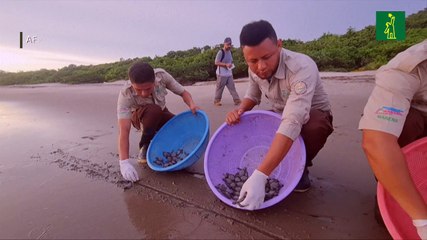 Liberan en playa de Nicaragua tortugas paslama, en riesgo de extinción