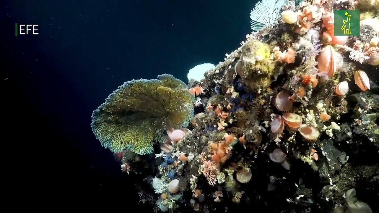 Descubren dos nuevos arrecifes de coral en las profundas aguas de las Islas Galápagos
