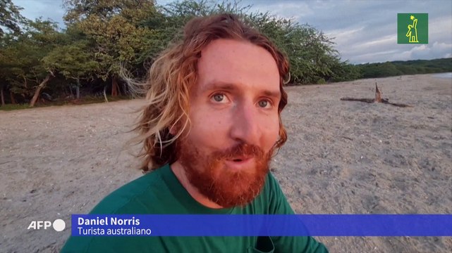 Desove masivo de tortugas en playas de Nicaragua fascina a los turistas