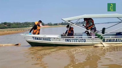 Una toxina causada por el calor pudo haber sido la que mató a 120 delfines en la Amazonía