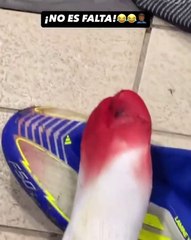 VIDEO: "¡No es falta!": Lamine Yamal muestra su pie ensangrentado tras un pisotón