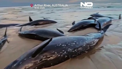 NO COMMENT: Decenas de ballenas mueren tras encallar en una playa de Tasmania