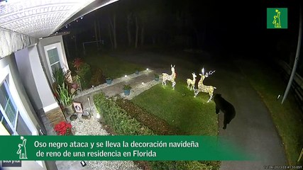 Oso negro ataca y se lleva la decoración navideña de reno de una residencia en Florida