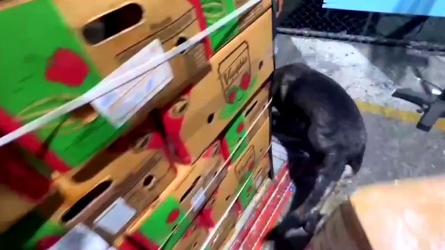 DNCD ocupa en carga de cocos 56 paquetes presumiblemente cocaína