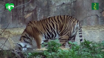 Nace una tigresa de Sumatra, especie en grave riesgo de extinción, en el Bioparco de Roma