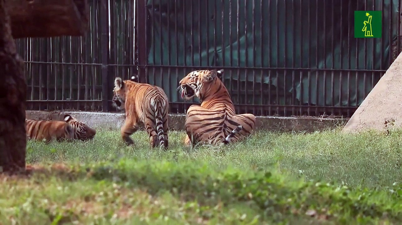 Presentan los primeros 2 tigres de Bengala nacidos en cautiverio en 18 años en Nueva Delhi