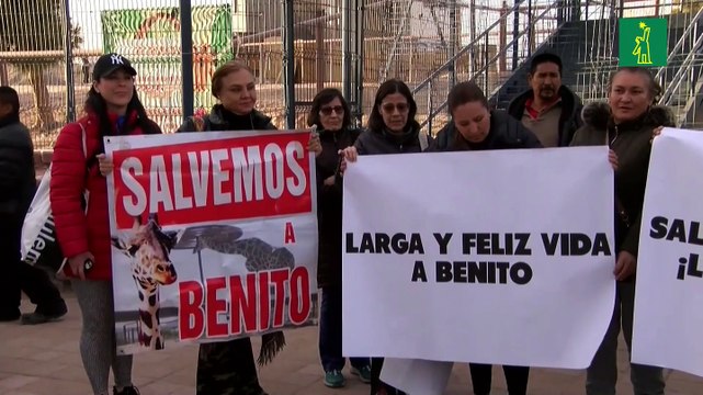 El viaje de 2.000 kilómetros de la jirafa Benito, un triunfo de los animalistas en México