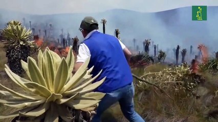 Bomberos controlan incendio en reserva de Andes de Ecuador