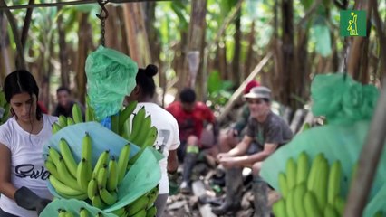 Rusia prohíbe la importación de bananas de Ecuador