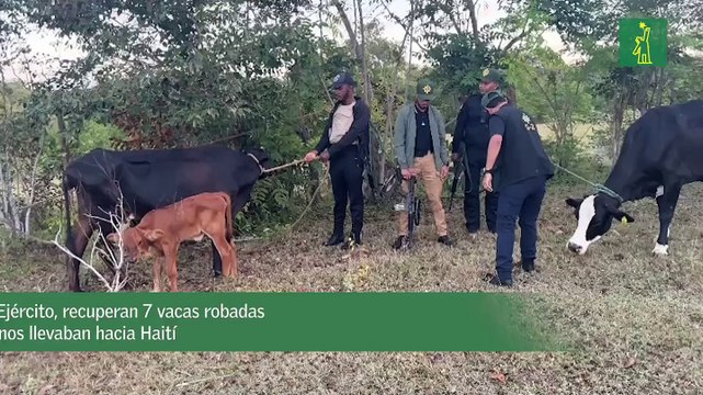 Miembros de la Dirección de Inteligencia G-2 y del Ejército de República Dominicana recuperan 7 vacas robadas que haitianos llevaban hacia Haití