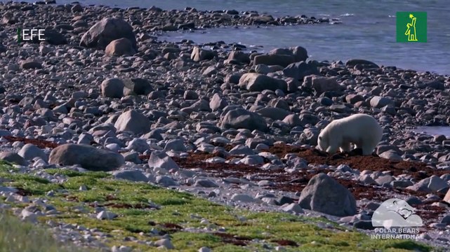 Estudio alerta sobre el riesgo de los osos polares de morir de inanición si el verano ártico se alarga