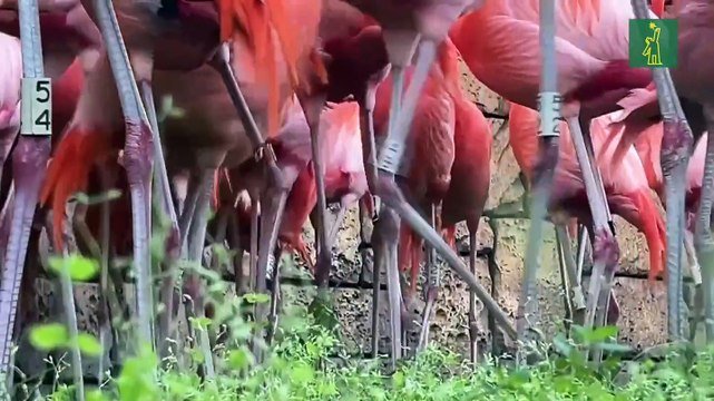 Flamencos de Miami pasan sus exámenes anuales de salud