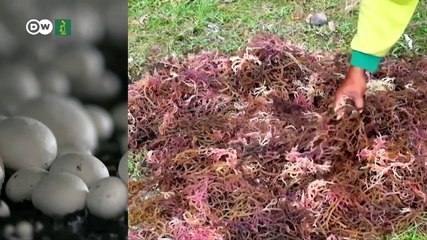 Moscas soldado son el pienso del futuro