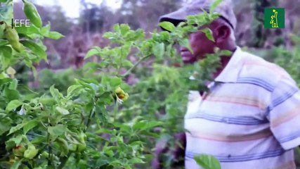 Preocupación por problemática de crisis alimentaria en América Latina y el Caribe