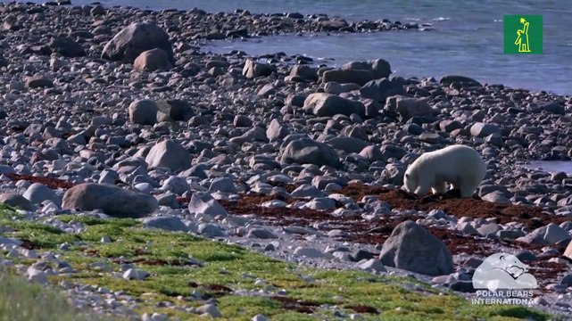 Los osos polares corren el riesgo de morir de inanición si el verano ártico se alarga