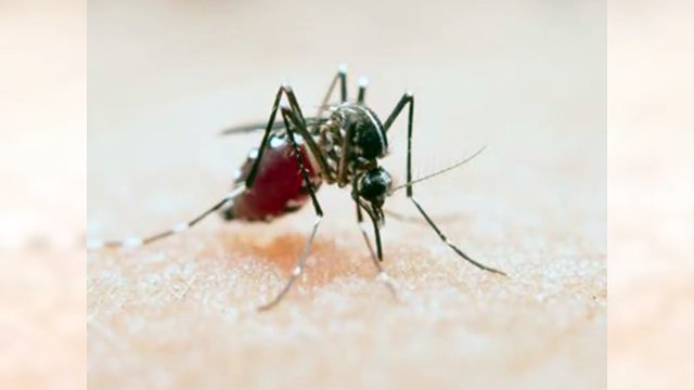 Dominicano crea software que predice brotes de dengue