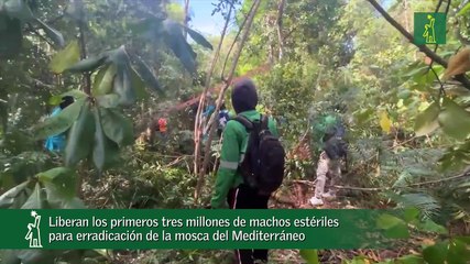 Liberan los primeros tres millones de machos estériles para erradicación de la mosca del Mediterráneo