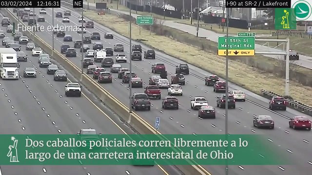 Dos caballos policiales corren libremente a lo largo de una carretera interestatal de Ohio