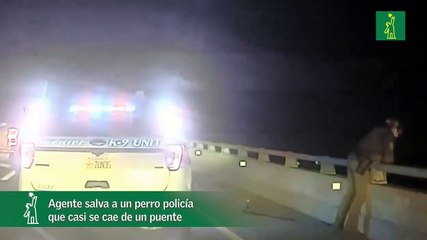 Agente salva a un perro policía que casi se cae de un puente