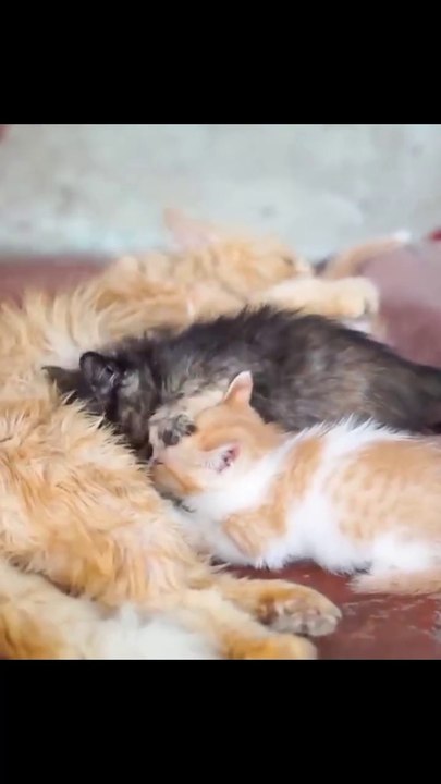 Kittens playing on the grass with animals: Dogs, rabbits, cows, mice - Cats meowing