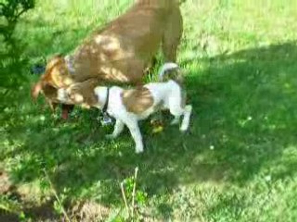 Combat amical Jack VS Corso Canario