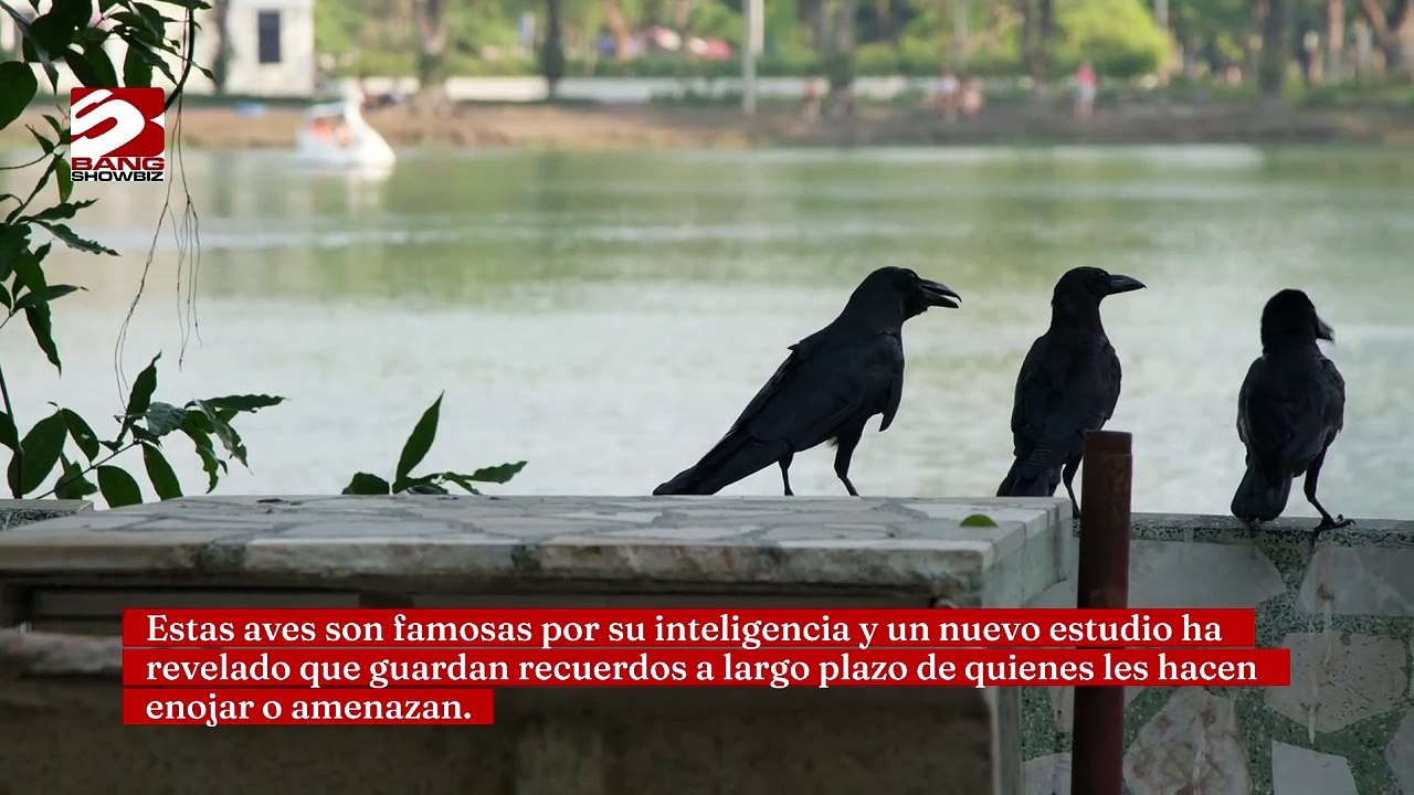 Los cuervos pueden guardar rencor durante 17 años