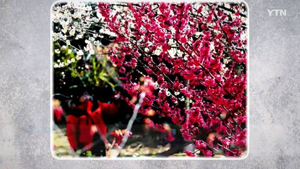 [포토오늘] 추워도 봄이련가...홍매화 핀 제주  / YTN