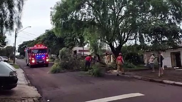 Queda de árvore deixa Rua das Palmeiras parcialmente interditada e Bombeiros são chamados