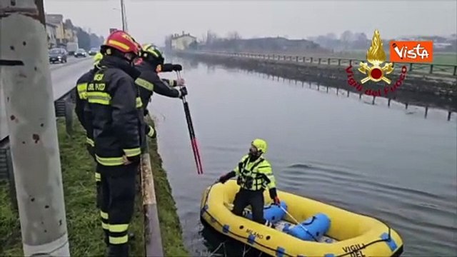 Un lupo nelle acque dei Navigli a Milano, il salvataggio dei Vigili del fuoco