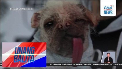 "Ugliest dog" na si Peggy, kinilala sa pag-arte sa kaniyang pagganap sa "Deadpool & Wolverine" | Unang Balita