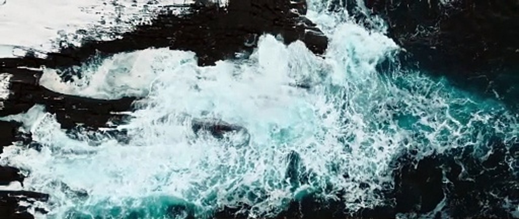 #Hvaldimir, Conversation With a Spy Whale | movie | 2024 | Official Trailer