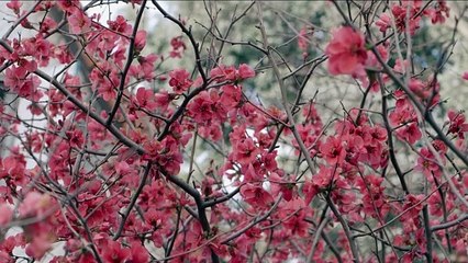 Amigas en un camino de campo - Tráiler