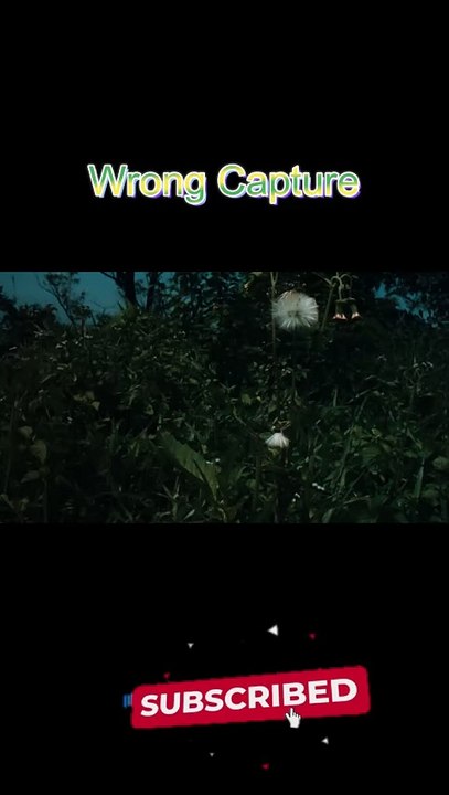 Natural wrong capture 1 #nature #photography #capture #beautiful #shorts #viralshorts #flowers