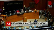Congreso analizará esta semana veto al cultivo de maíz transgénico