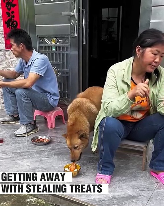 Clever dog pulls off a genius plan!.hd