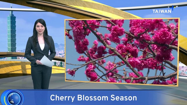 Cherry Blossoms Begin Blooming in Taichung
