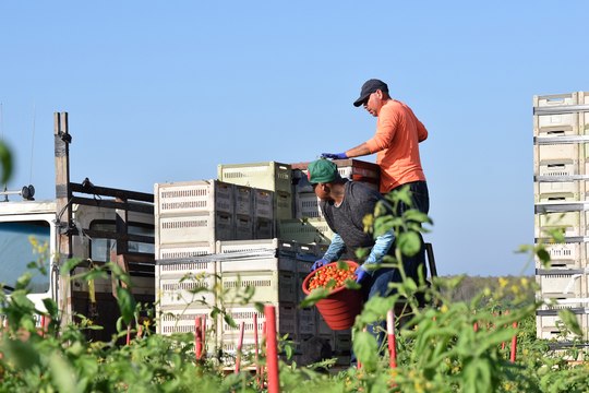 Jornaleros migrantes transforman las condiciones de trabajo en EU