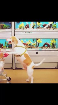 Dogs' Epic Shopping Cart Voyage: Funny Dogs Maymo & Penny