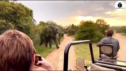 போட்டோகிராப்பர்களை கதறவிட்ட விலங்குகள் | When Animals Surprised Photographers