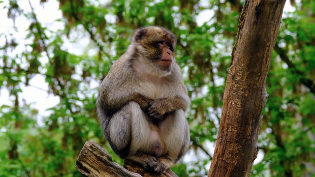Barbary macaque resting on tree branch