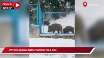Eyüpsultan'da yiyecek arayan domuz sürüsü yola indi; sürücü 'Hey' diye seslendi