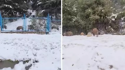 Eyüpsultan’da yiyecek arayan domuz sürüsü yola indi