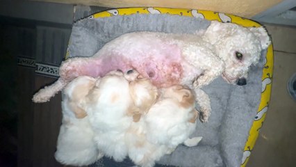 PUPPIES WHO EAT MILK AT NIGHT