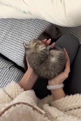 Cute animals 🥰 #cuteanimals #pets #animals